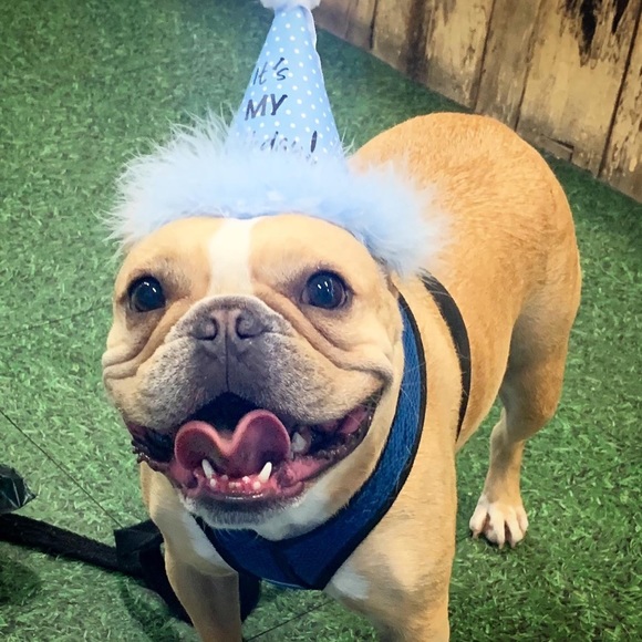 🎀Meet Your Posh Ambassador🎀 - Picture 2 of 2